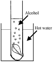 Photosynthesis and Plant Responses